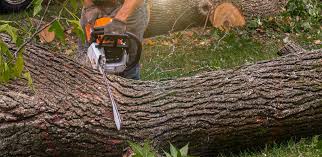 How Our Tree Care Process Works  in  Staples, CT